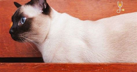 20 Black And White Cat Breeds | Veterinary Articles