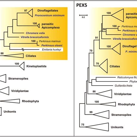 Phylogenetic Maximum Likelihood Raxml Trees Of The Peroxisomal