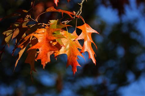 Images Gratuites Arbre La Nature Branche Lumi Re Du Soleil Fleur