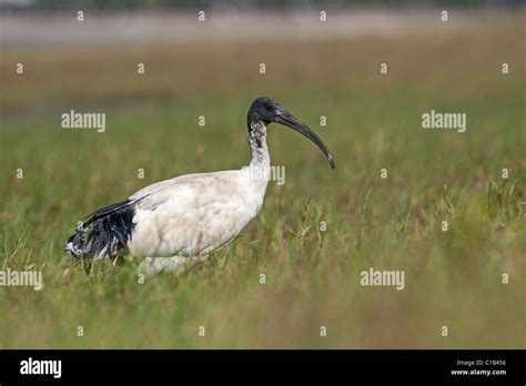 Australian White Ibis Threskiornis Molucca Sacred Ibis Cairns