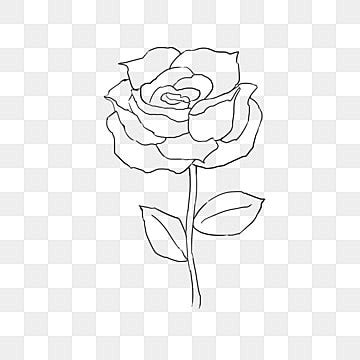 Hand Drawn Rose White Transparent Cartoon Hand Drawn Line Drawing Rose