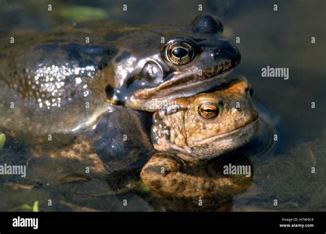 Common Frog Rana Temporaria Couple Mating Europe Stock Photo Alamy