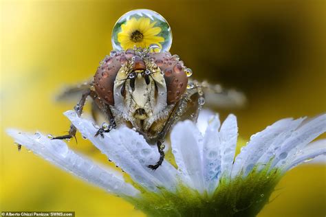 Incredible Close Ups Of A Hornet Bugs And Other Creepy Crawlies