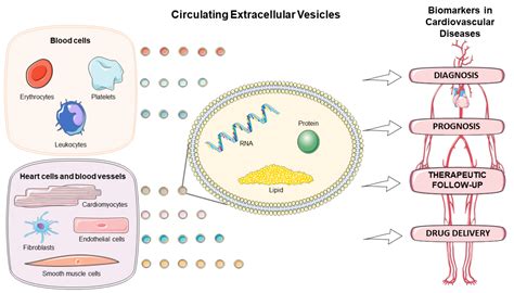 Biomolecules Free Full Text Circulating Extracellular Vesicles As