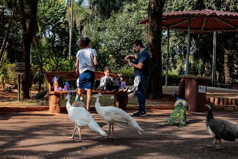 Zoologico Americana - Zoologico de Americana - 2020 All You Need to Know BEFORE You Go (with ...
