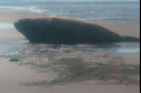 Fotos Del Elefante Marino Que Apareció En Las Playas Del Pacífico