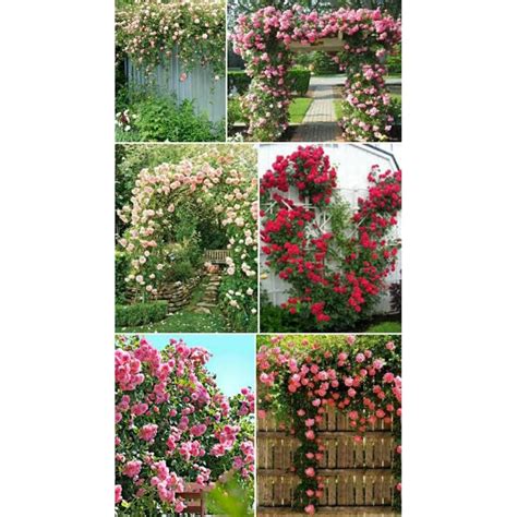 Jual Extrim Mawar Rambat Bibit Bunga Climbing Rose Tanaman Hidup Banyak