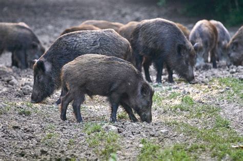 What Is A Razorback Hog - Besides a Mascot? - Somewhere In Arkansas