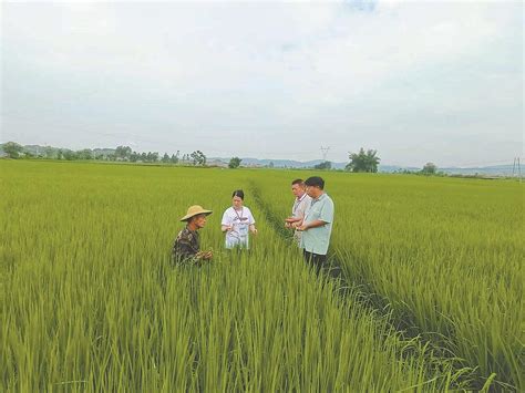 农技服务到田间 加强管理促增收来宾广西壮族自治区农业农村厅