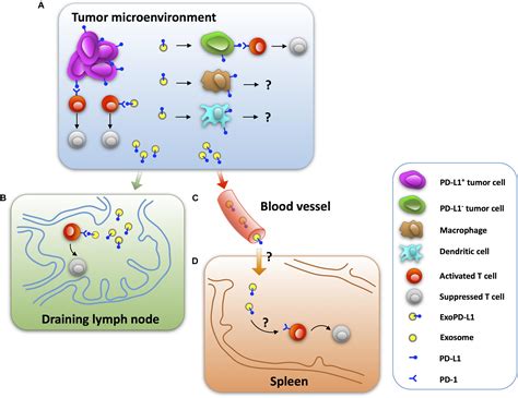 Frontiers Exosomal Pd L New Insights Into Tumor Immune Escape