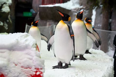 Video: Ski Dubai - Play in the snow and march with penguins in the UAE ...