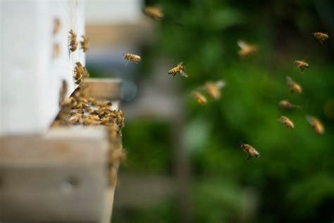 The 24 Deadliest Animals On Earth Ranked Cnet