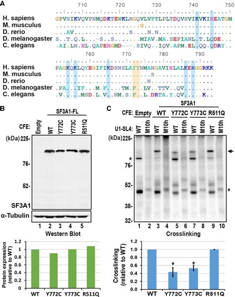 Identification Of A Noncanonical RNA Binding Domain In The U2 SnRNP