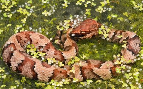 Cottonmouth Snakes in Texas - Where They Live and How to Avoid Them ...