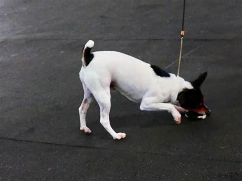 Donna Hill Service Dog Training Every Day Interests