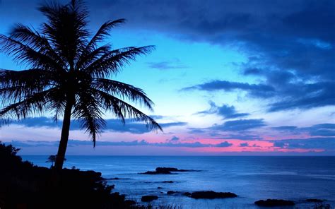 Palm Tree Wallpapers - Wallpaper Cave