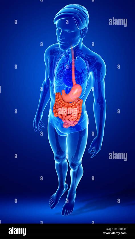 Illustration Of Male Small Intestine Anatomy Stock Photo Alamy