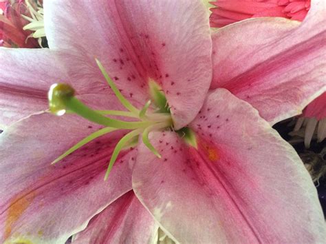 Genuine Herbs Species By Certified Herbalist Medicine How To Tighten Vagina Naturally