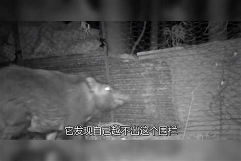 野猪半夜偷苞谷，不料逃跑时被困住，急得它哇哇大叫左突右蹿苞谷野猪