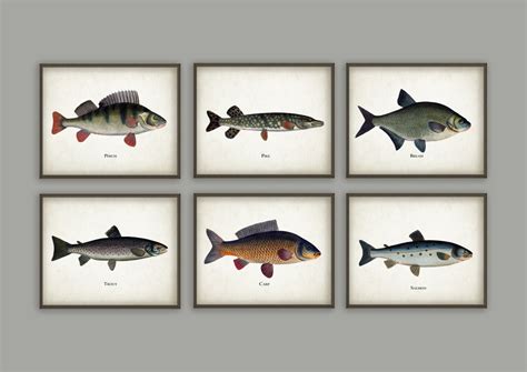 Fishing Art Prints Set Of 6 Antique Bookplate Fish