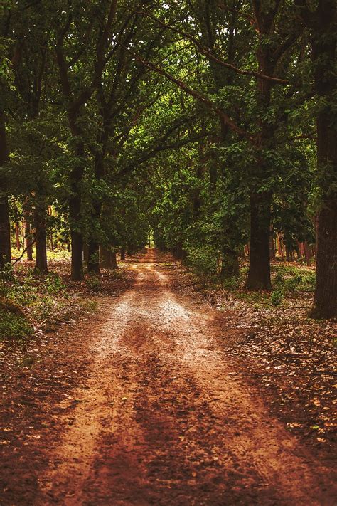 Bosque Camino Forestal Naturaleza Foto Gratis En Pixabay Pixabay