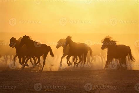 Yilki Horses Running In Field Kayseri Turkey 8699054 Stock Photo At