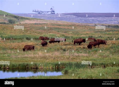 Wood Bison Herd grazing on Reclaimed Land from Syncrude Athabasca Tar ...