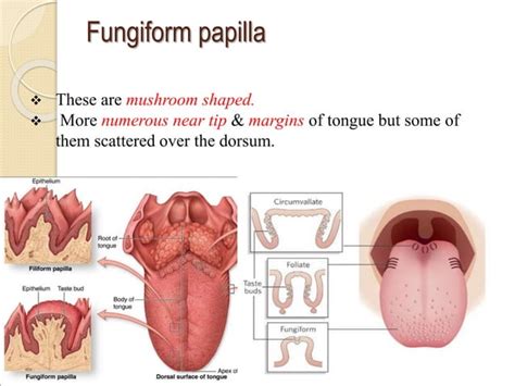 Anatomy of tongue & its applied aspects | PPT