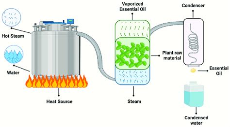 Overview Of The Steps Involved In The Steam Distillation Process