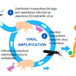 Japanese Encephalitis