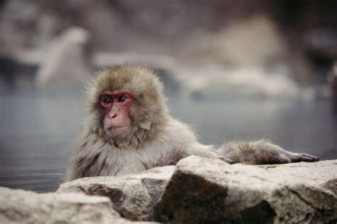 Japanese city thought they had a rogue wild monkey. As attacks rise, now they fear there's more ...