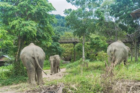 Koh Samui Elephant Sanctuary 2 Camps für ein ethisches Erlebnis