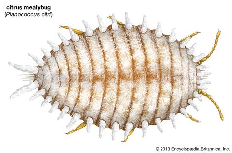 Citrus Mealybug Insect Britannica