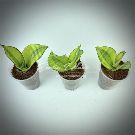 sansevieria hahnii Philippine - exoticplantshop.org