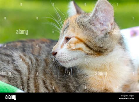 Drowsy Cat Schläfrige Katze Stock Photo Alamy