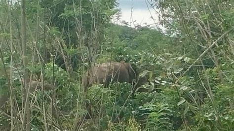 Kawanan Gajah Di Lampung Barat Rusak Pohon Pisang Hingga Ikut Panen