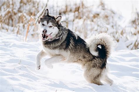 Cual Es La Diferencia Entre Un Husky De Alaska Y Un Husky Siberiano