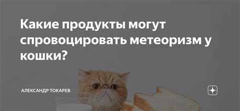 Какие продукты могут спровоцировать метеоризм у кошки? | Александр ...