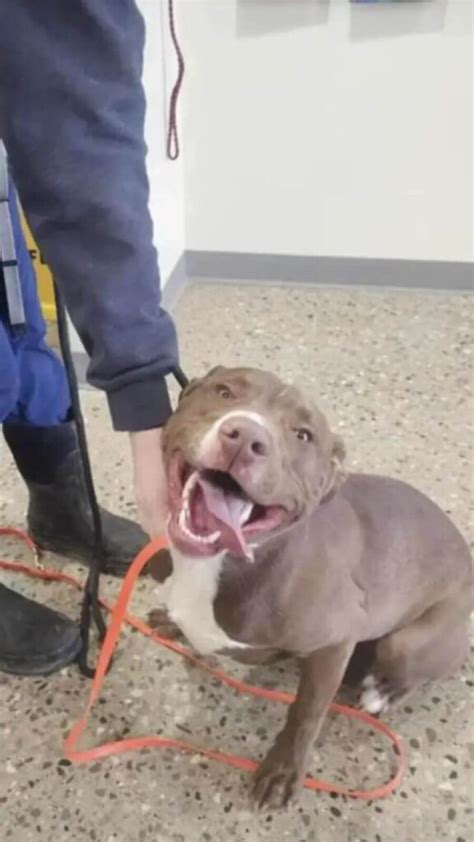 Cachorro Foi Abandonado Beira Do Rio Todos Os Seus Pertences