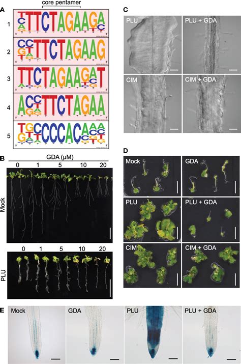 Frontiers Identification Of A Pluripotency Inducing Small Compound