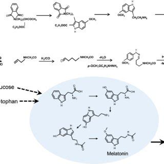 Chemical synthesis and microbial synthesis of melatonin. The... | Download Scientific Diagram