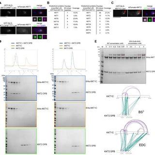 Crystal Structures Of KKT2 DPB And KKT3 DPB Reveals Differences A