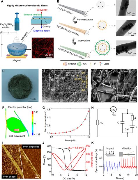 Cell Activity Modulation And Its Specific Function Maintenance By