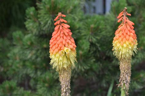 red hot poker - Lewis Ginter Botanical Garden