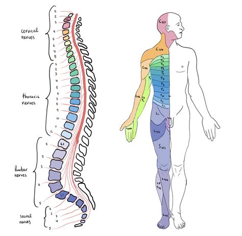 Filespinal Cord Segments And Body Representationpng Physiopedia