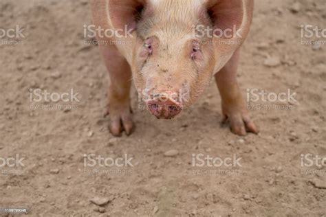 Pigs Hooves Stock Photo Download Image Now Agriculture Animal