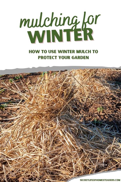 Mulching For Winter How To Use Winter Mulch To Protect Your Garden In