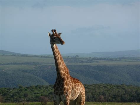 Giraffe Afrika Safari Kostenloses Foto Auf Pixabay Pixabay