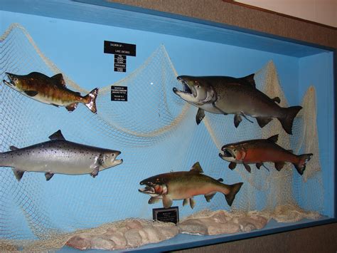 Travel Fish Display Oswego County Today