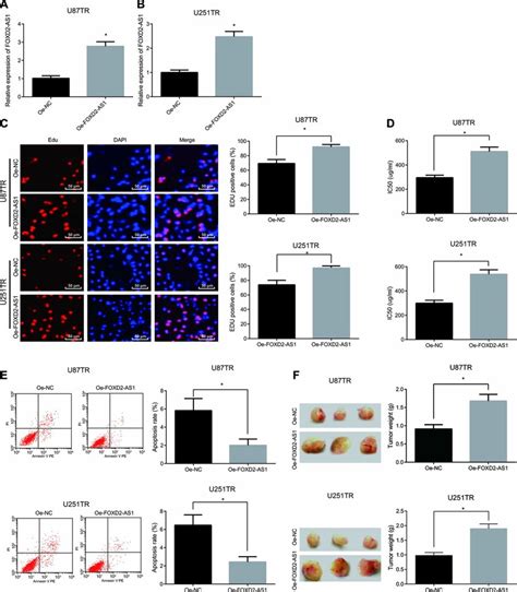 Overexpression Of Foxd2 As1 Accelerates The Proliferation And Drug